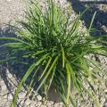 Liriope 1G
