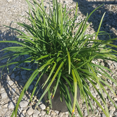 Liriope 1G