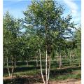 BIRCH, DURA HEAT RIVER CLMP 15 G