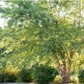 Heritage River Clump Birch (2")  