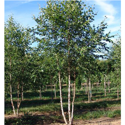 BIRCH, DURA HEAT RIVER CLMP 15 G
