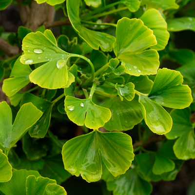 GINKGO, JADE BUTTERFLY 5 GAL