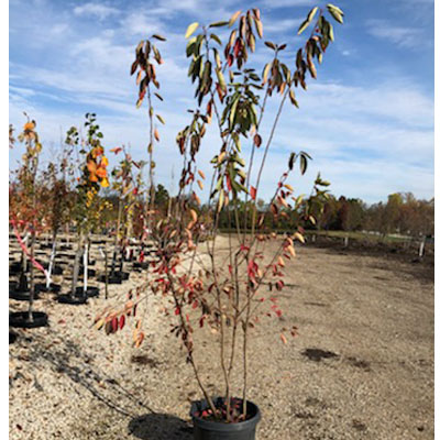 SERVICEBERRY, AUT BRILL CL 15 G