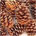 Ponderosa Pine Cone (4-6")