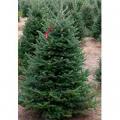 FRASER FIR 8-9 FT.