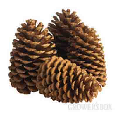 Jeffrey Pine Cone (8")