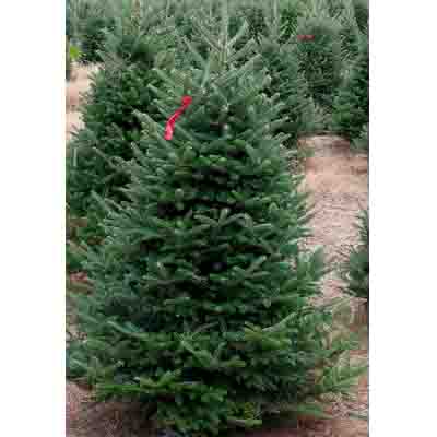 FRASER FIR 9-10 FT.