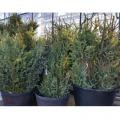 Large Spruce Top Greenery (4')