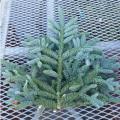 Noble Fir Greenery Bunch