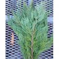 Orford Cedar Greenery Bunch