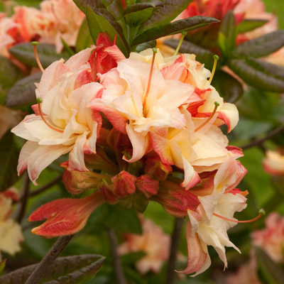 'Cannon's Double' Deciduous Azalea 