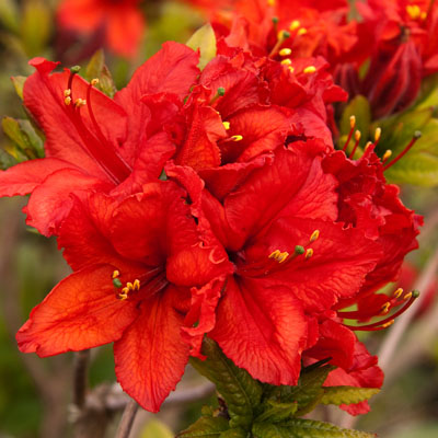 Red Sunset Exbury Deciduous Azalea