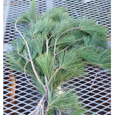 Pine Greenery Bunch