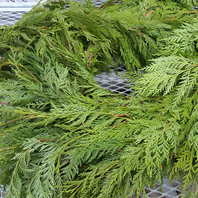 Fresh Cedar Garland (25ft)