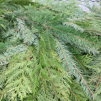 Mixed Cedar & Fir Garland (75 ft)