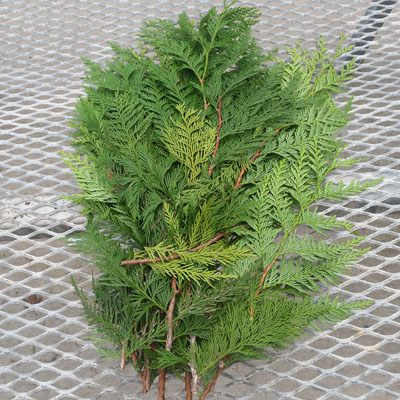 GREENERY, WESTERN CEDAR BUNCH