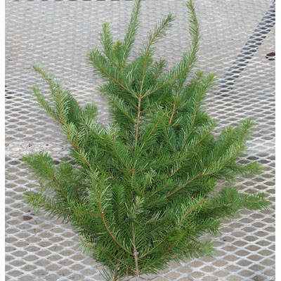 Douglas Fir Greenery - Bunch