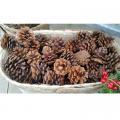 PINE CONE, LODGEPOLE 1-3"