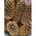 PINE CONE, SUGAR 10-16"