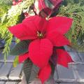 2.5" Poinsettia