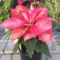 White or Pink 4 1/2" Poinsettias