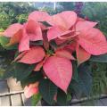 Red or Pink 6 1/2" Poinsettias