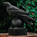 CORVUS (CROW) 30#