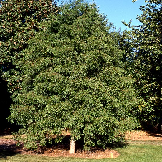 BALD CYPRESS
