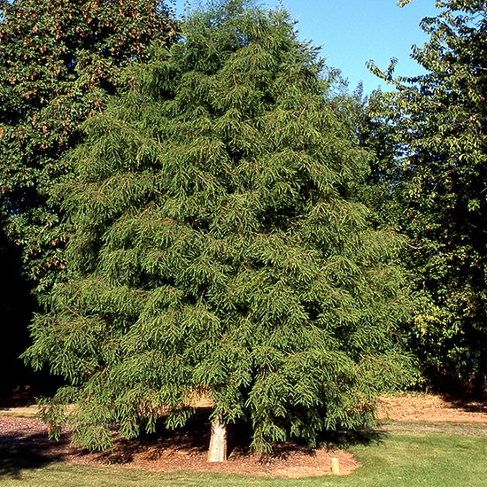 BALD CYPRESS