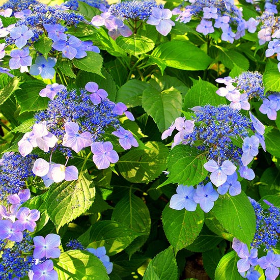 HYDRANGEAS