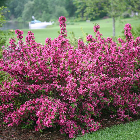 WEIGELA