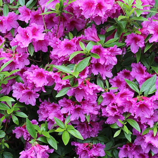 AZALEAS