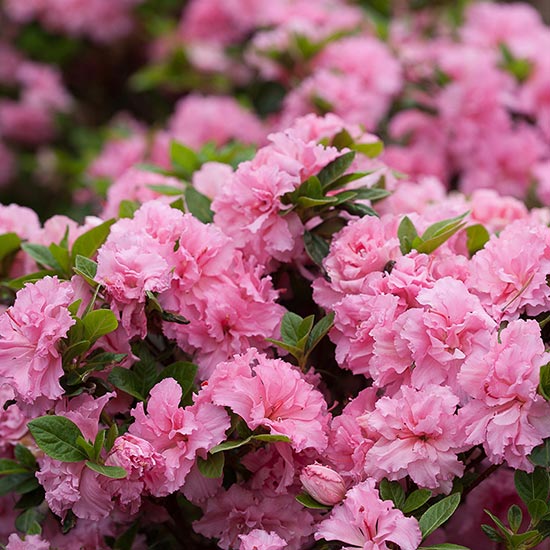 AZALEA DECIDUOUS