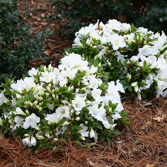 AZALEA EVERGREEN