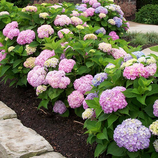 ENDLESS SUMMER SERIES HYDRANGEA