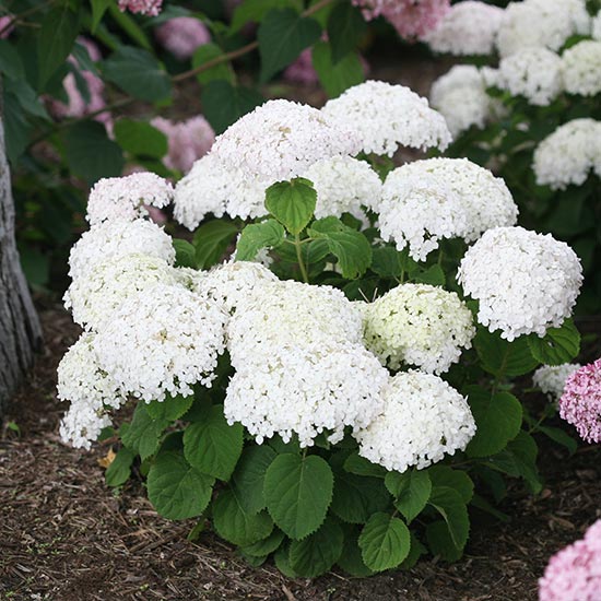 WHITE HYDRANGEAS