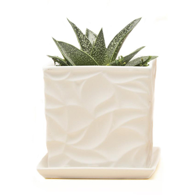 PLANTER, VIRAGO WHITE D