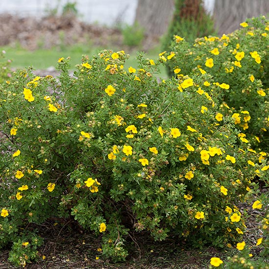 POTENTILLA