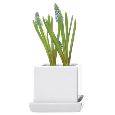 POT, CUBE & SAUCER WHITE 3"