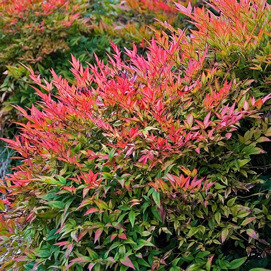 NANDINA