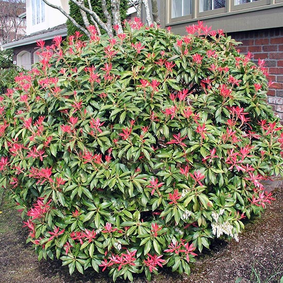 PIERIS JAPONICA