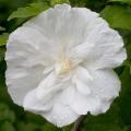 White Chiffon Rose of Sharon 'Althea' Tree 10G