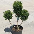 BOXWOOD, GREEN MTN 2 TIER PDL 5G