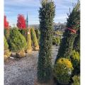 Newport Blue Boxwood 5'