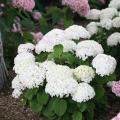 Invincibelle Wee White® Hydrangea 3-5G