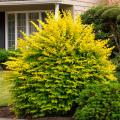 PRIVET, GOLDEN VICARY 3-5 GALLON