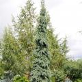 SPRUCE, WHITE WEEPING 5 GALLON