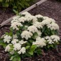 Lil' Ditty® Witherod Viburnum 3-5G