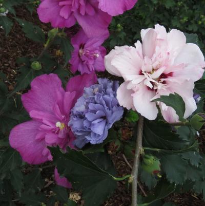 Smoothie Fusion Rose of Sharon 'Althea' 3-5 gal