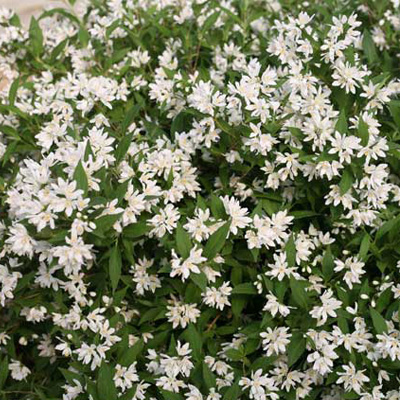 DEUTZIA, YUKI SNOWFLAKE 8"